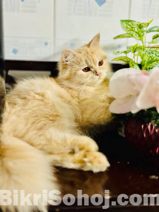 Traditional Persian Female